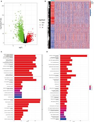 Comprehensive analysis of PPP4C’s impact on prognosis, immune microenvironment, and immunotherapy response in lung adenocarcinoma using single-cell sequencing and multi-omics